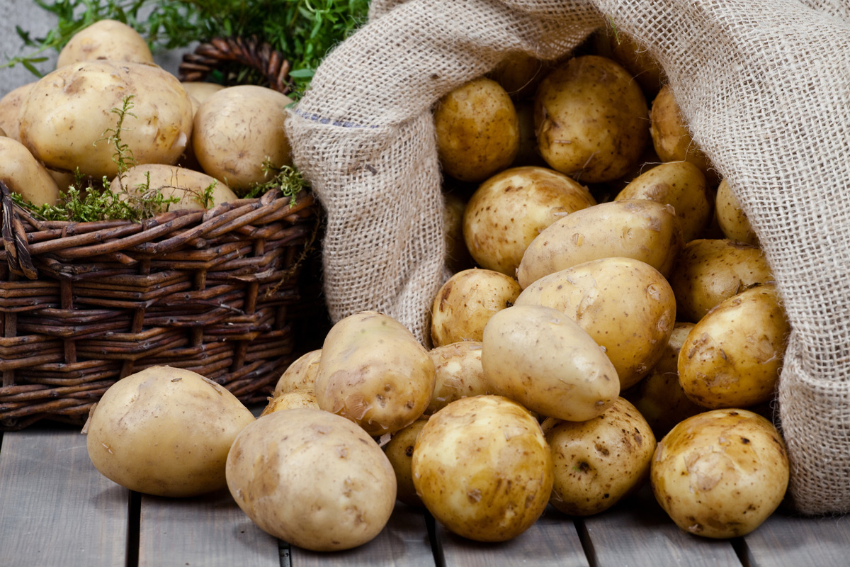 Die Kartoffel: Hansdampf in allen Töpfen | GenussMAGAZIN